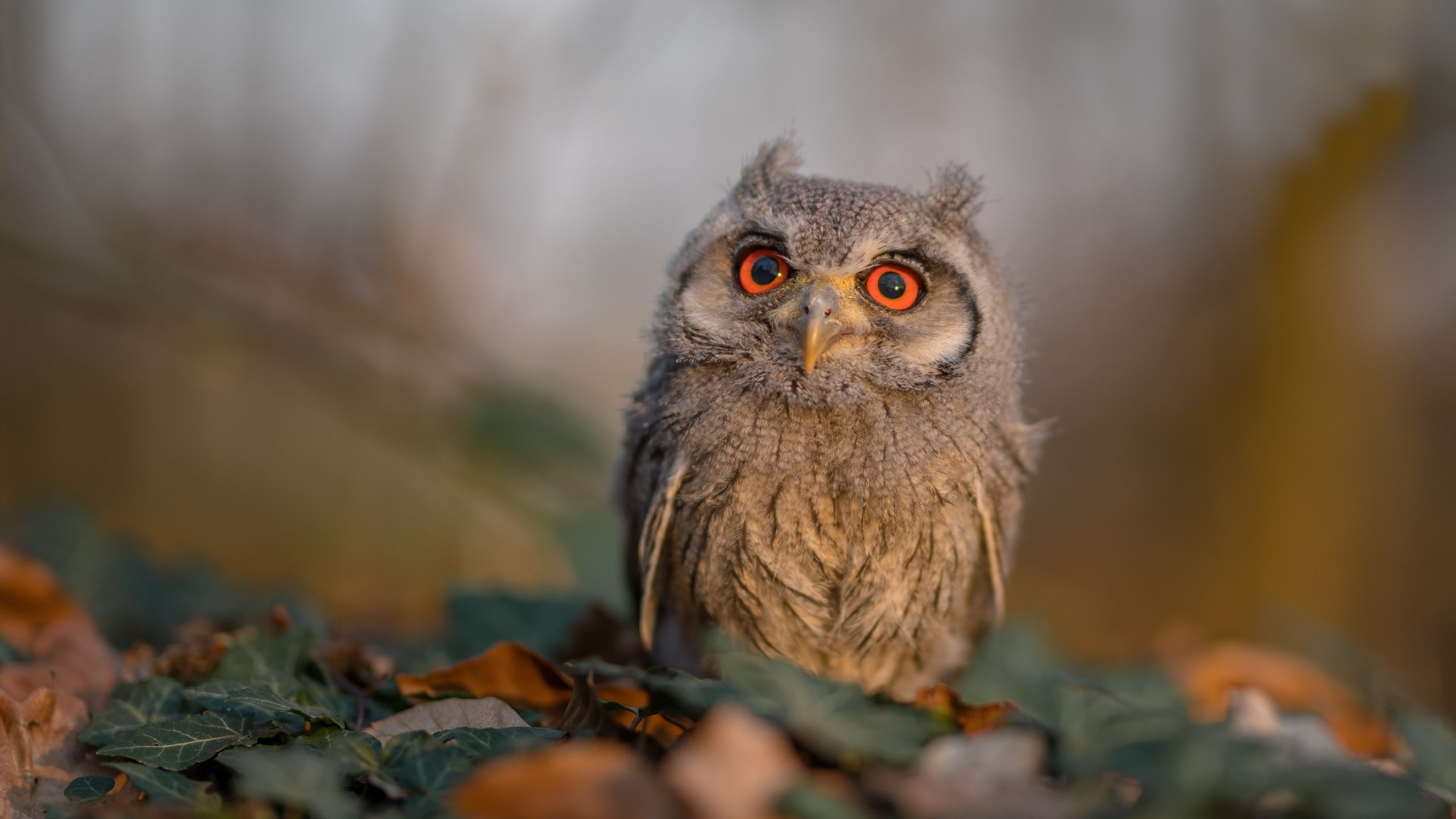 【洋基逆转奴役比赛】 Judge的全垒打带领球队逆转取胜,洋基队mantle