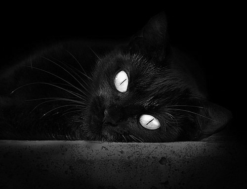 中国赛车手在国际耐力赛中夺冠,书写历史新篇章,中国 赛车手