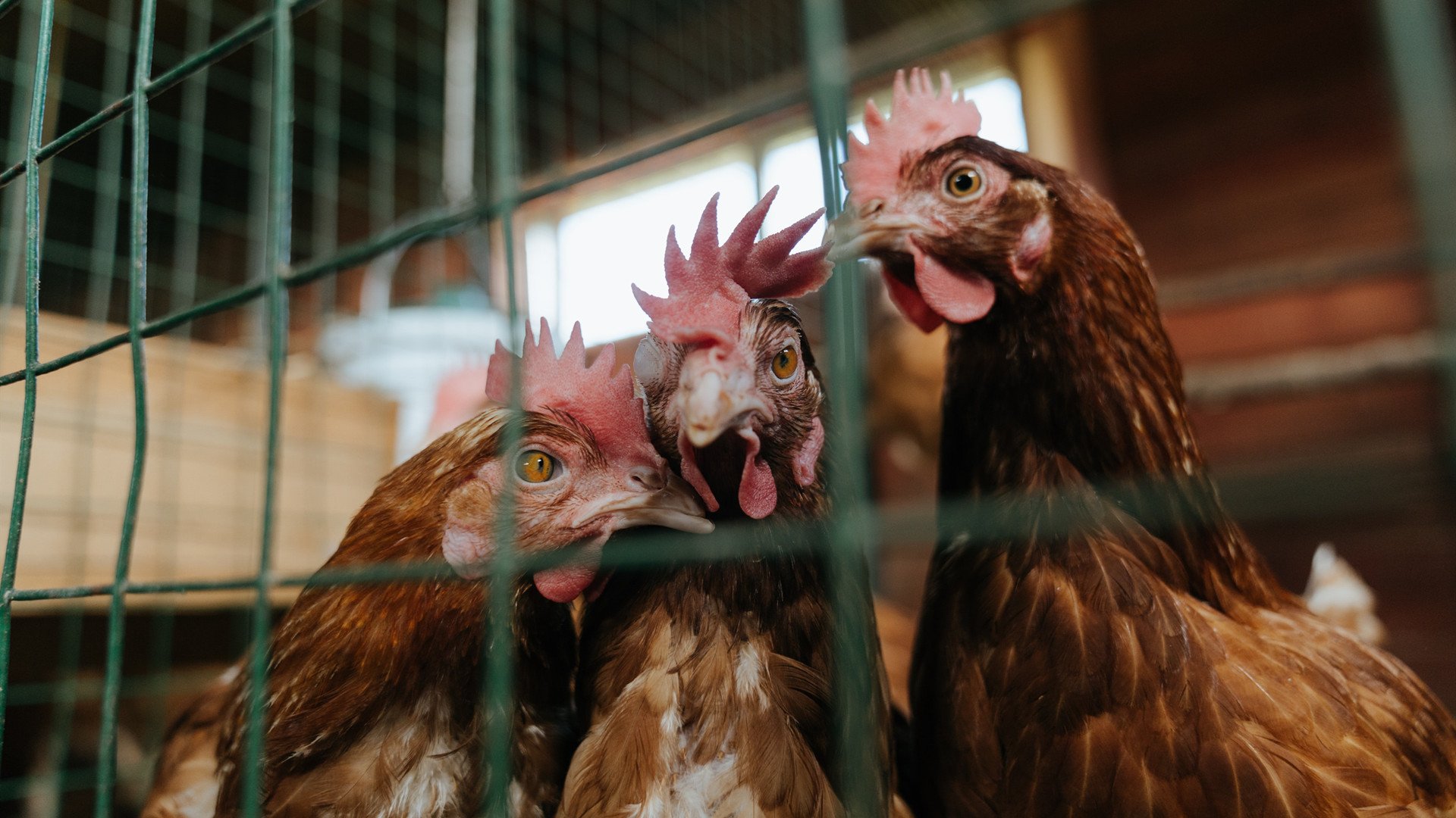 中国赛车手在国际耐力赛中夺冠,书写历史新篇章,中国 赛车手