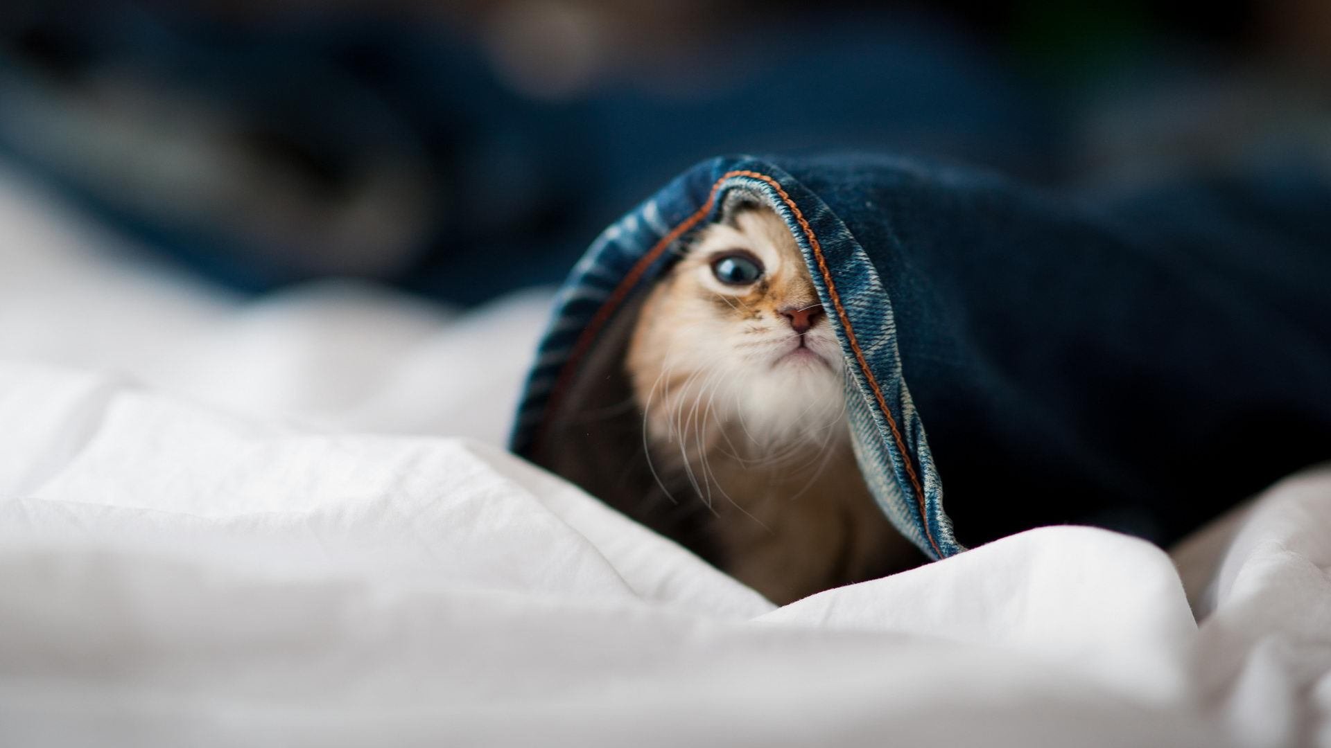 中国足协加强与亚足联技术合作交流，中国足协和亚足联