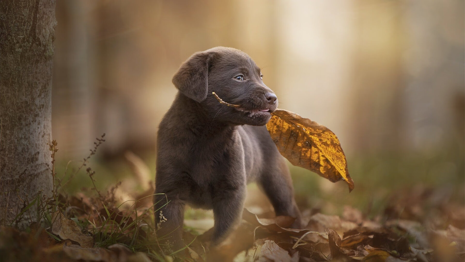 乐鱼体育平台app下载-伦敦大奖赛即将来临，谁能摘得桂冠？，伦敦大师赛
