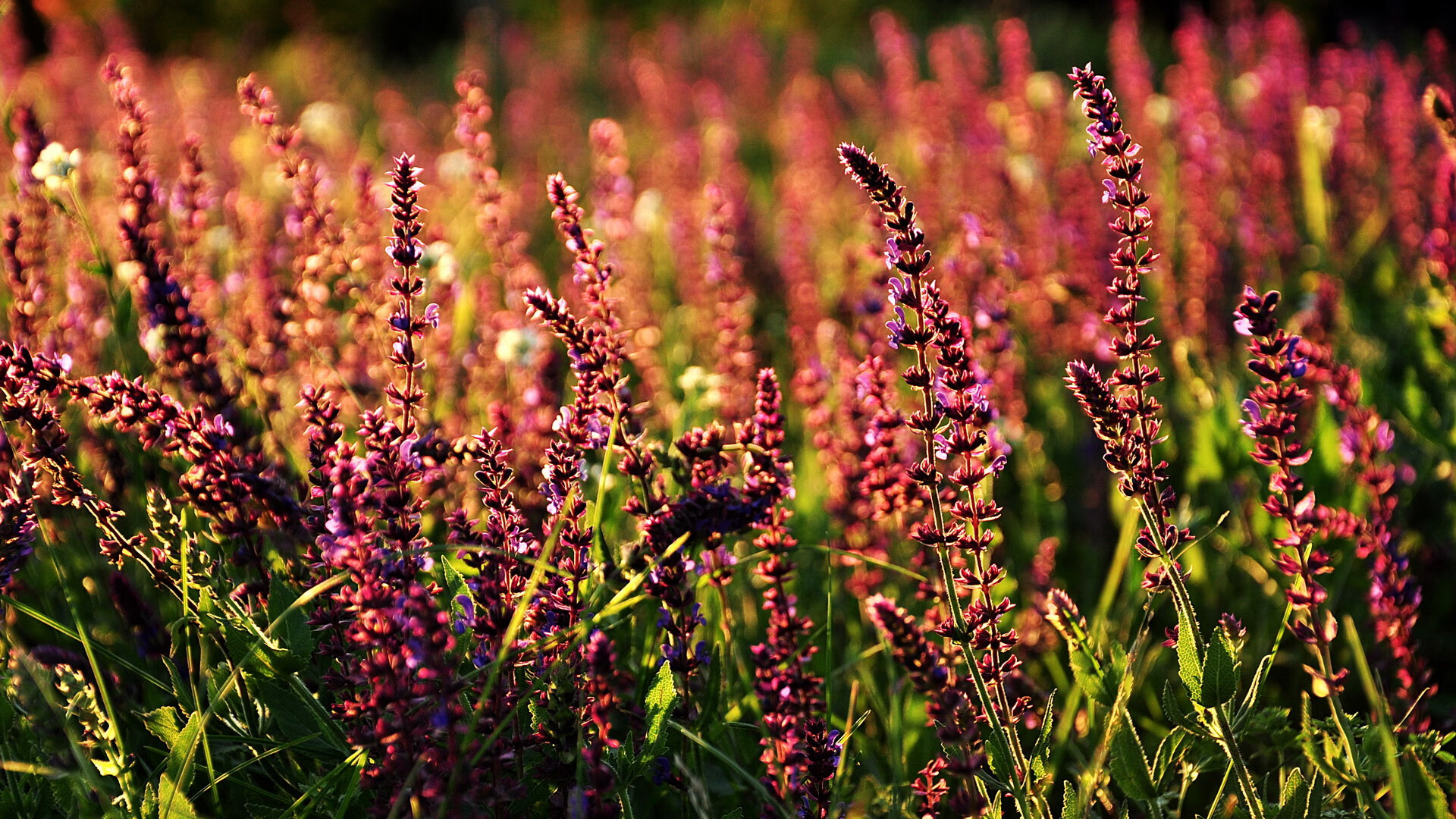 伦敦大奖赛即将来临,谁能摘得桂冠?,伦敦大师赛