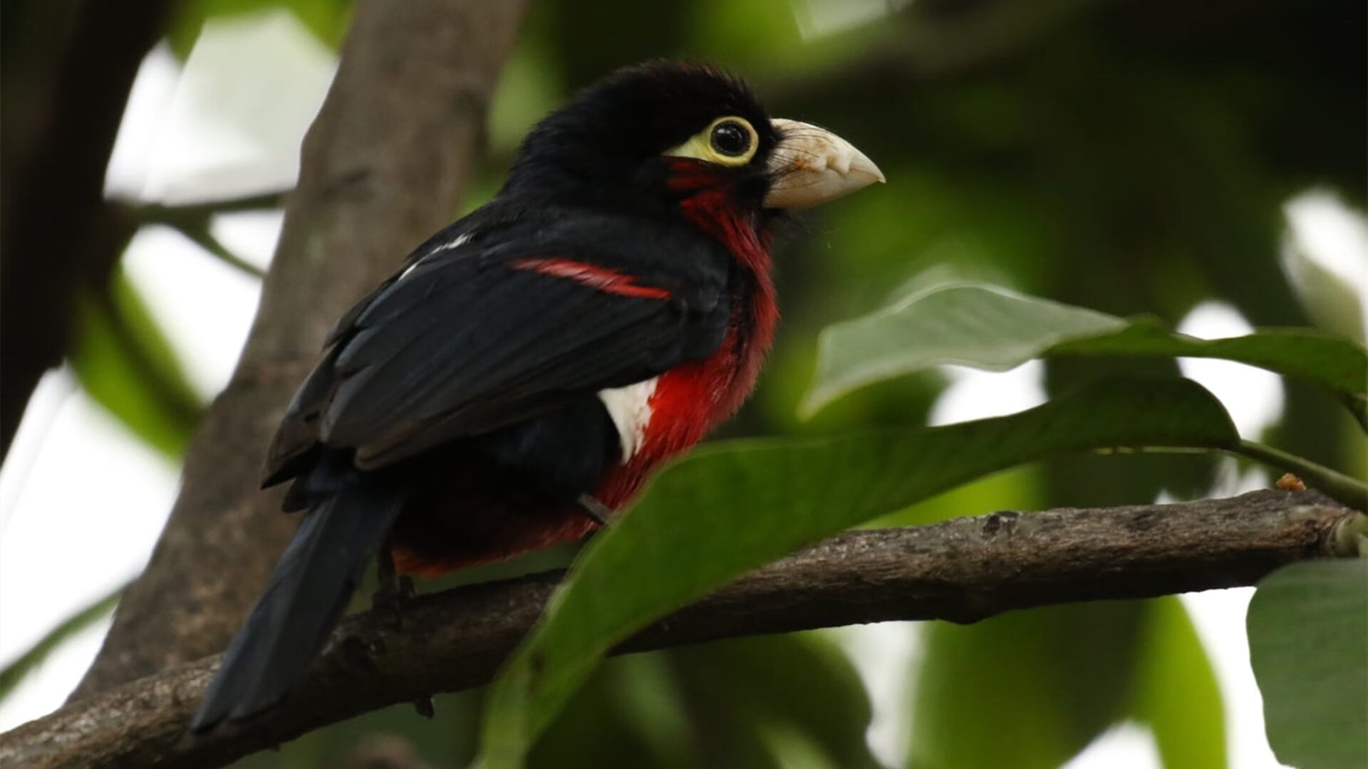 未来展望:赛事发展趋势与挑战,赛事规划流程图