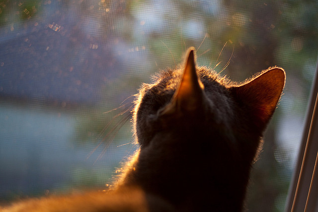 沙滩排球燃情夜赛，球场上的激情星火，沙滩排球比赛录像