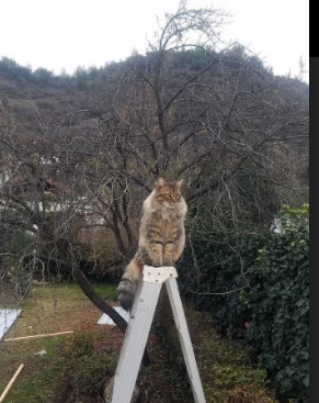 登贝莱加盟巴塞罗那，登贝莱加盟巴萨