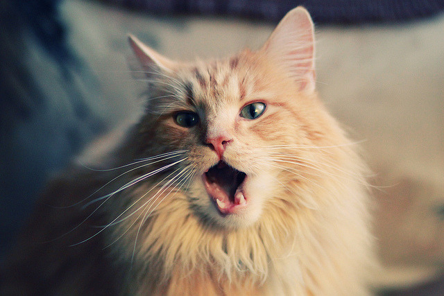 荷兰男足在预选赛中表现不佳，未能晋级巴黎，荷兰男足国家队