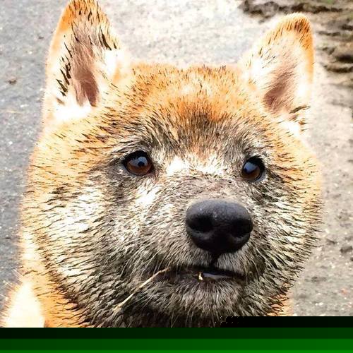 赛场外：粉丝的爱情故事与支持力量，赛场之外的精彩作文