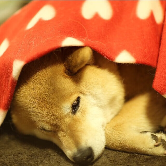 BLG与北京体育大学共建电竞研究生培养机制，北京体育学院电竞系