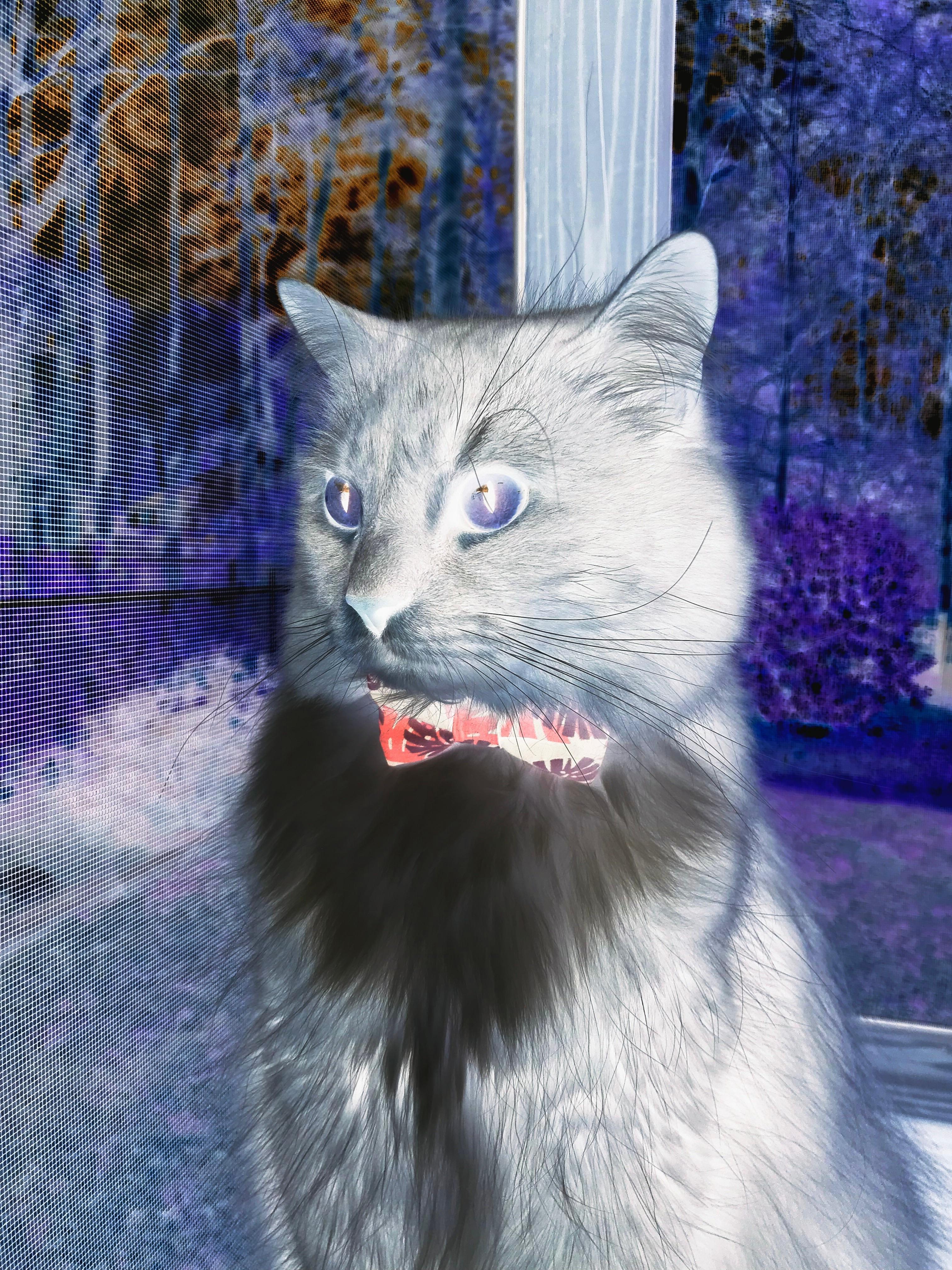 NBA总决赛一触即发 火箭决胜欲望,_nba总决赛