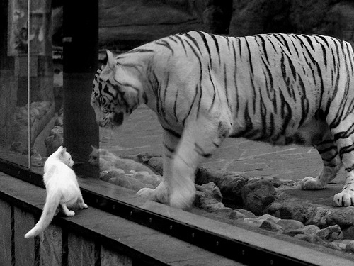 乐鱼app-世预赛亚洲区战况焦灼，国足全力争取出线名额，世预赛亚洲区国足战绩