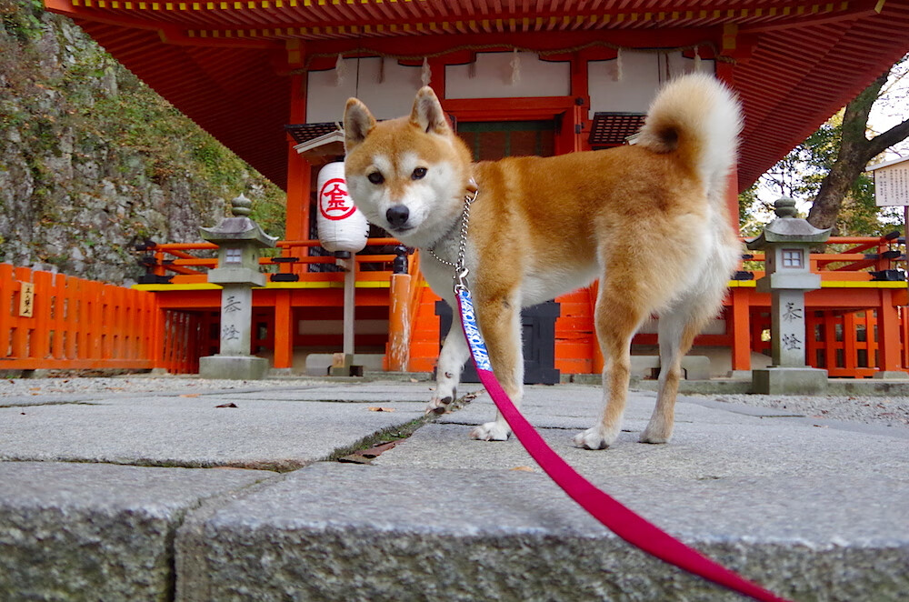 亚眠客场一球小胜,尼姆遭遇连败,亚眠vs尼奥特