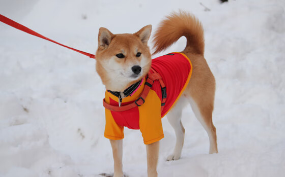 乌拉圭队在巴黎奥运会比赛中展现出高效的快攻配合，乌拉圭参加奥运会
