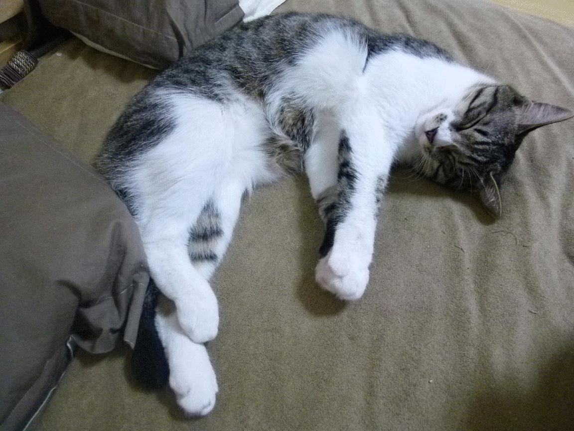 凯撒酋长计划扩建主场，提升球迷体验，凯撒indiba