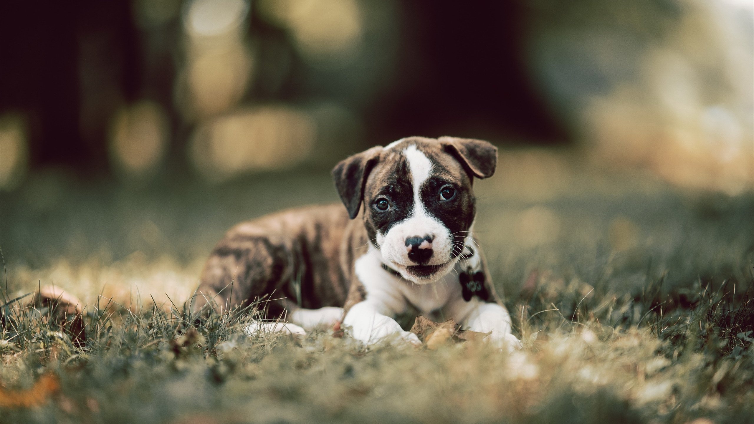 乐鱼电竞在线平台-队长大发神威，带领球队晋级下一轮，队长在场上代表他们的球队