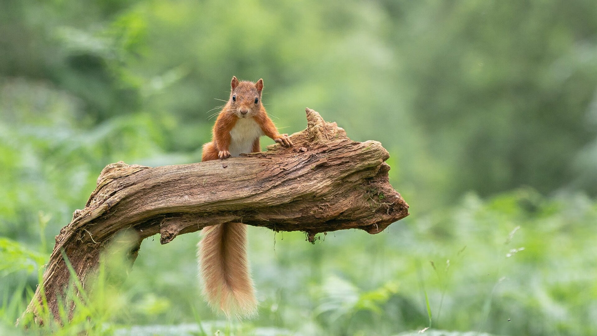 雄鹿带领掘金取得胜利，晋级西部决赛对决勇士，雄鹿晋级东部决赛决赛