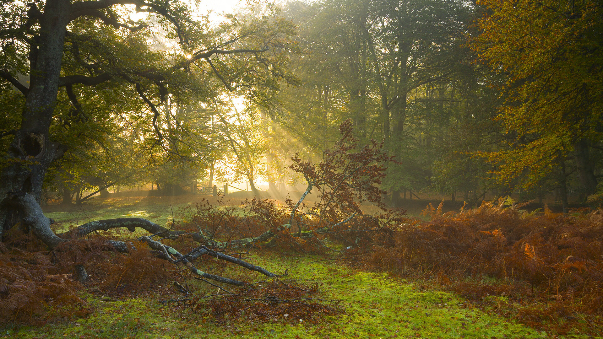 乐鱼vip-韩国LCK赛区重回世界之巅，lol韩国lck联赛排名