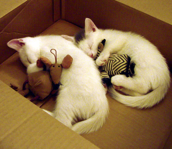 黑豹再战不慎输给雄鹿,沃克表现耀眼,nba 黑豹