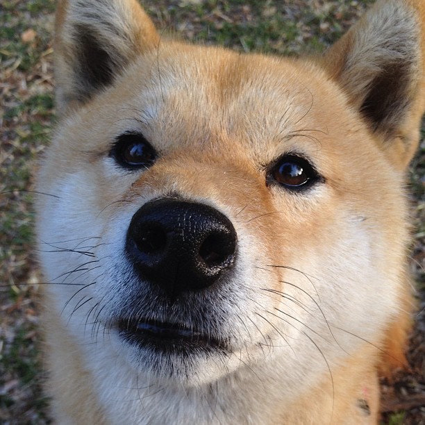 国足球员精神力与表现关联分析,国足精神是什么意思