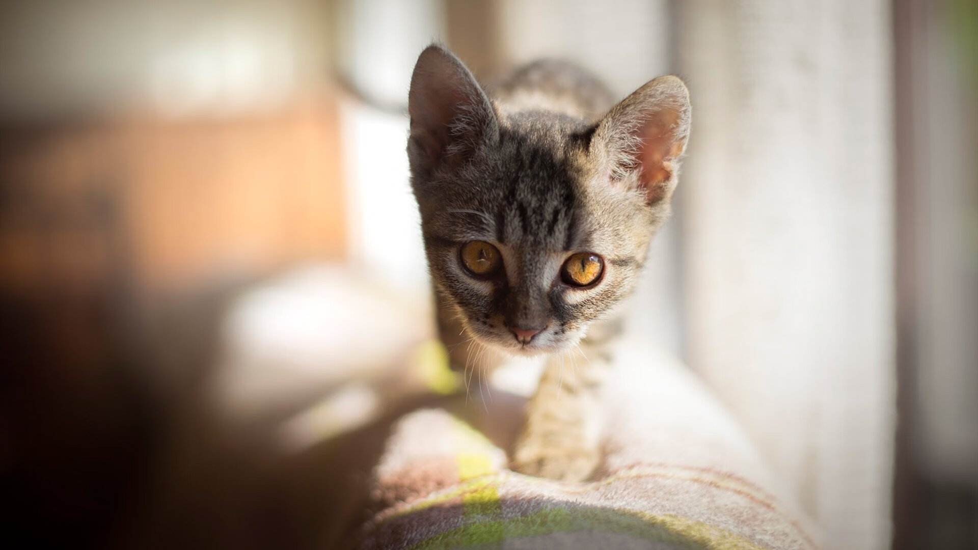 运动员训练数据可视化,运动员数据分析软件