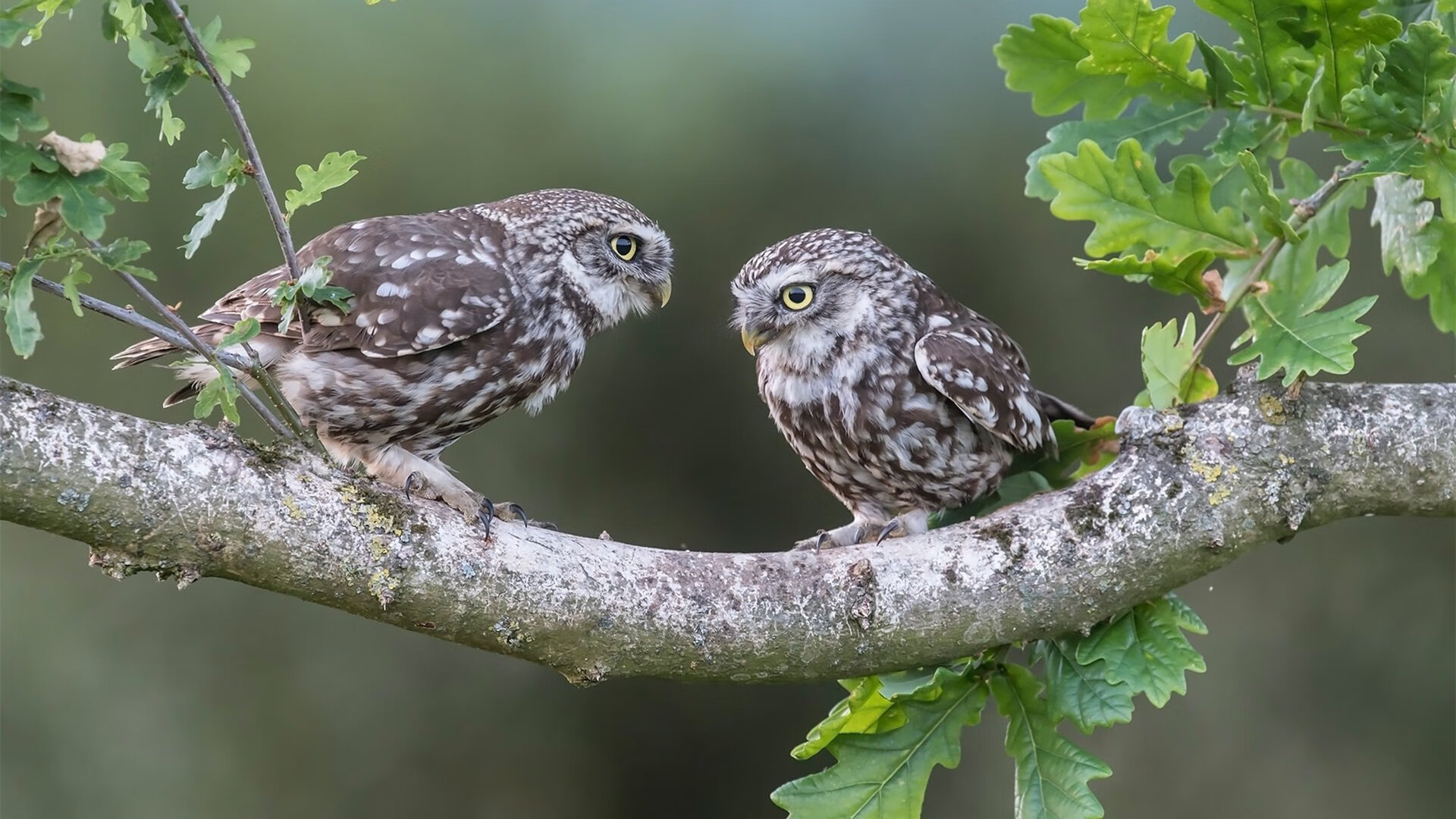 青少年篮球体能训练周期设计与实施,青少年篮球运动员体能素质训练的原则