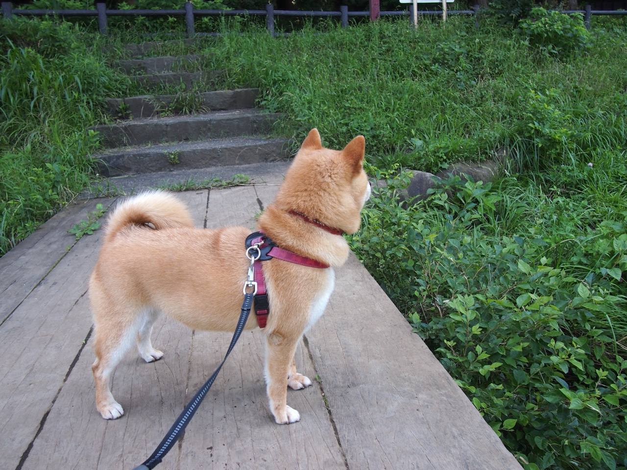 乐鱼体育登录-DOTA2复古版本活动上线老玩家热泪盈眶，dota2服装