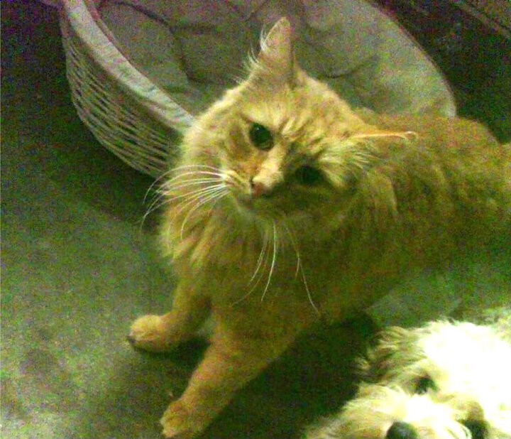 冬奥训练引进国外康复理念助力恢复,冬奥会训练情况