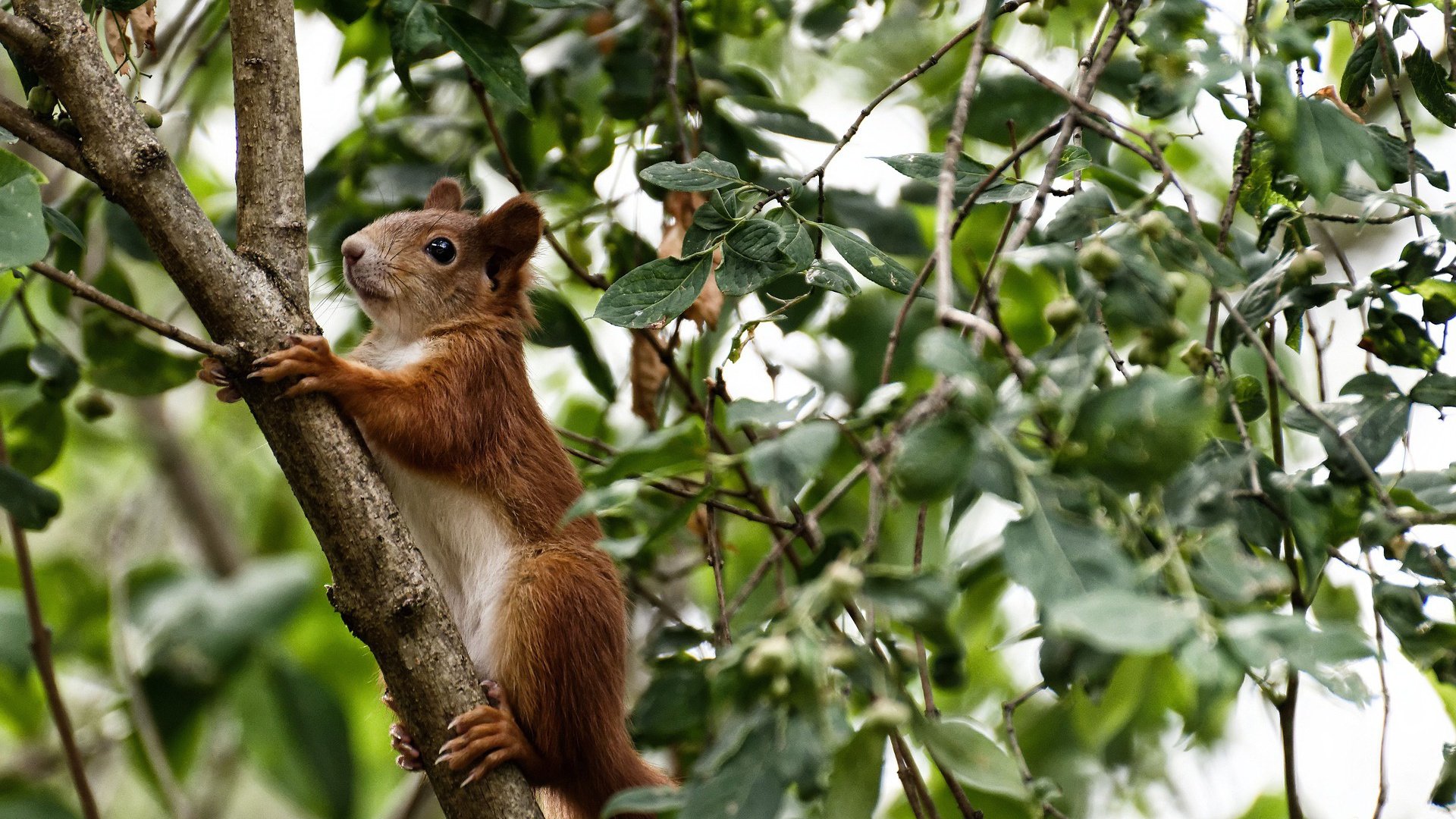 南特边后卫插上助攻频率提升，南特主场球衣