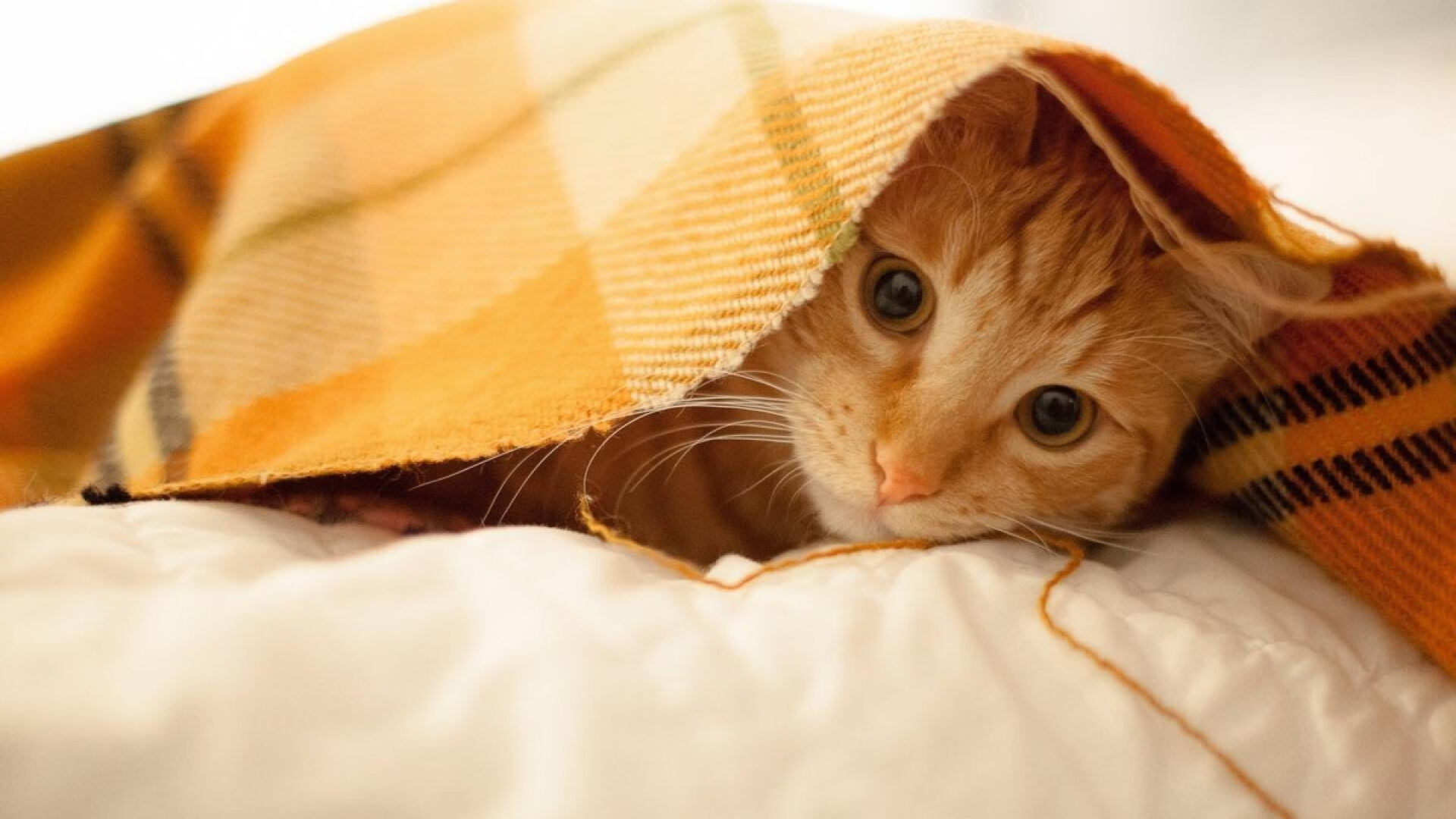 新战队组建计划曝光多名自由人加入试训，战队自由人什么意思