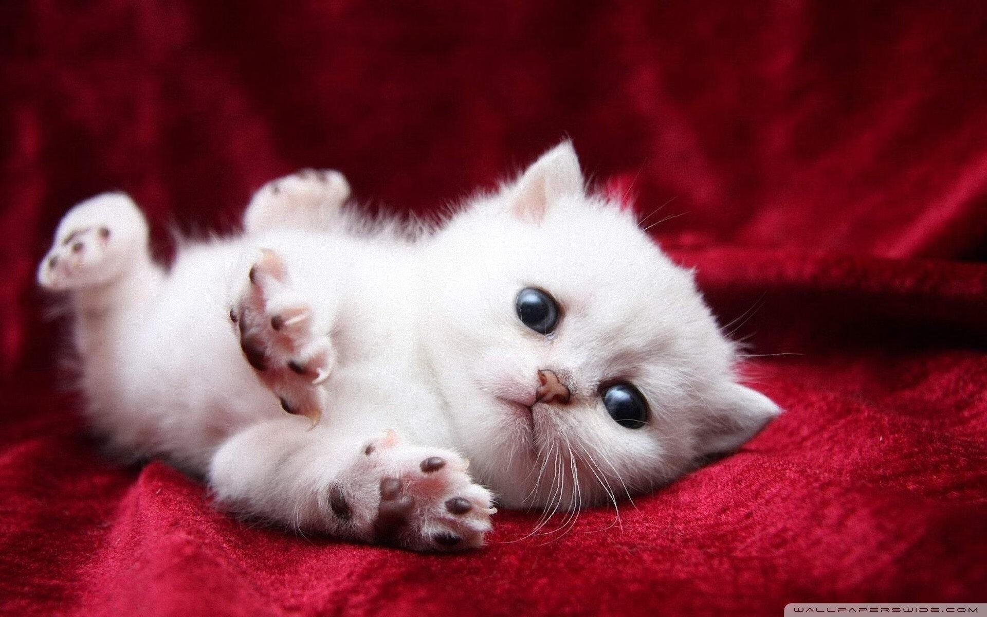 澳大利亚队展望未来:如何缩小与世界强队的差距,澳大利亚队实力