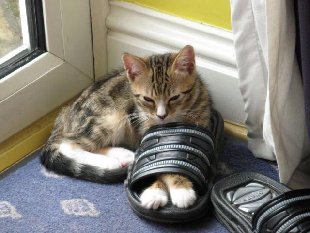 2026世界杯官方吉祥物正式亮相,展现未来科技元素,世界杯吉祥物设计