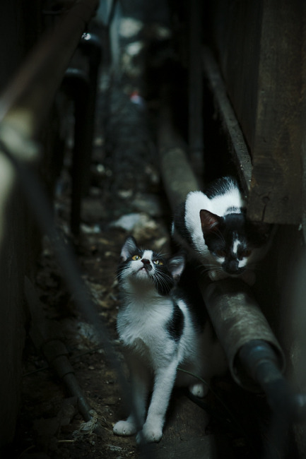 中国足球职业俱乐部提升球队应急响应能力，我国职业足球俱乐部发展的问题