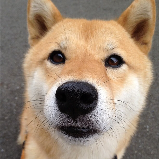 乐鱼官方登录入口-乔治·巴尔：以稳健的防守和精妙传球成为全黑队中场核心，乔治巴斯