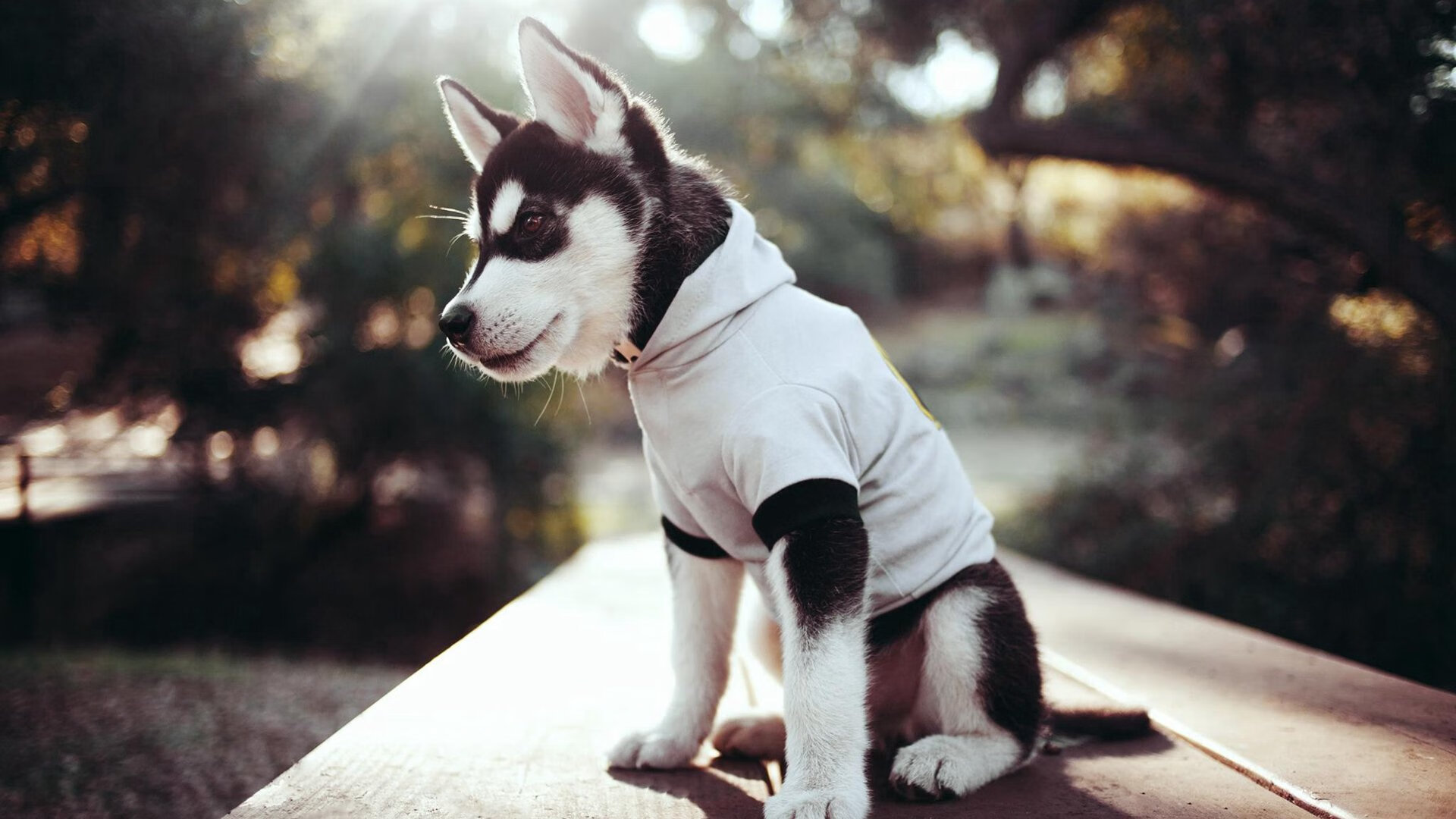 乐鱼电竞在线平台-格鲁塞100米蝶泳全程领先抢眼，格鲁塞特