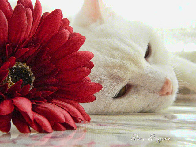 火箭三名主力参与深夜投篮课坚持苦练,火箭 篮球