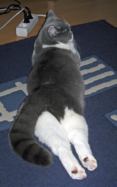 皮特·卡普尔凭借强大的身体素质和精湛的球技，成为袋鼠队的重要球员