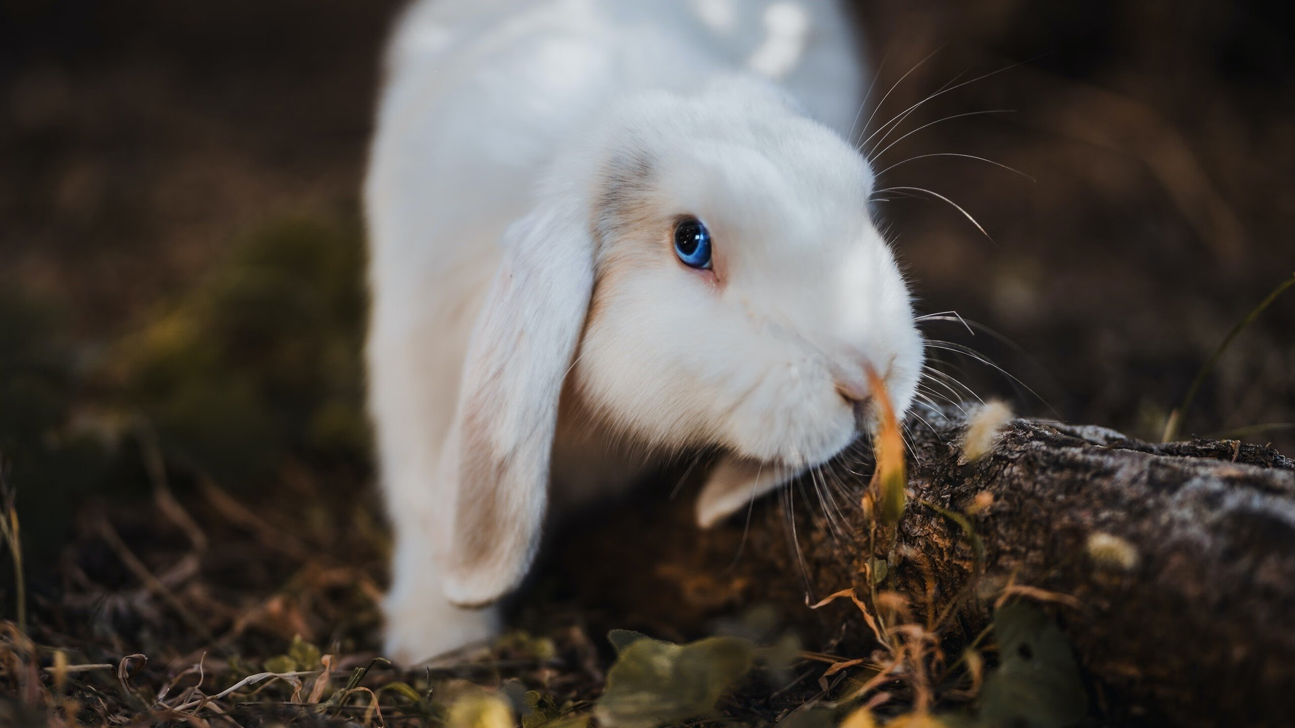 西亚卡姆三分命中数创新高猛龙攻势犀利,西亚卡姆4年1.3亿续约猛龙